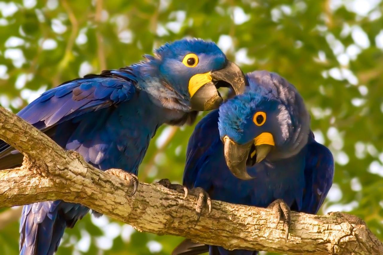 Southwild Pantanal Lodge Pixaim Buitenkant foto