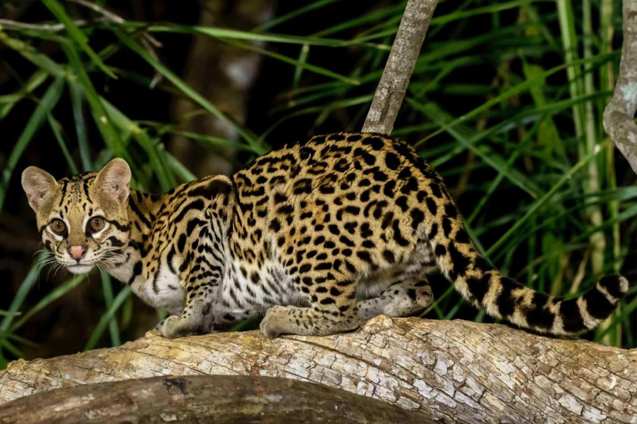 Southwild Pantanal Lodge Pixaim Buitenkant foto