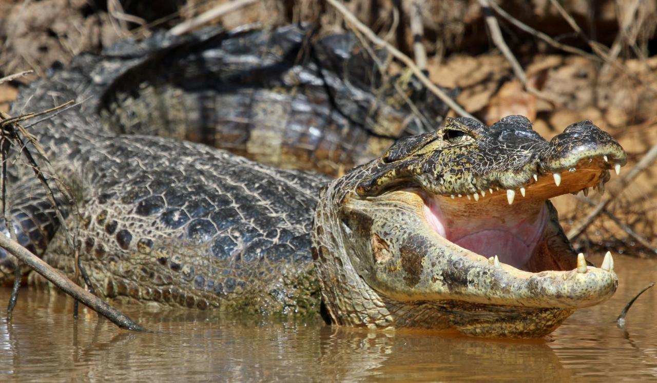 Southwild Pantanal Lodge Pixaim Buitenkant foto