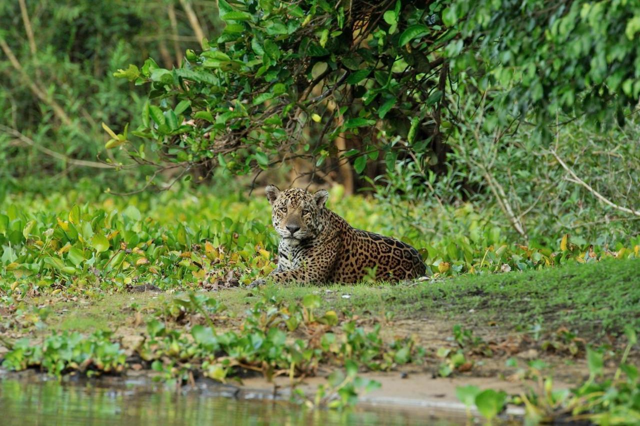 Southwild Pantanal Lodge Pixaim Buitenkant foto