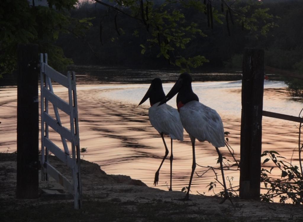Southwild Pantanal Lodge Pixaim Buitenkant foto